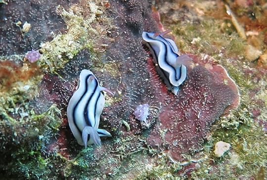 Chromodoris lochi sst x 2 2015 Fiji 2 cmp