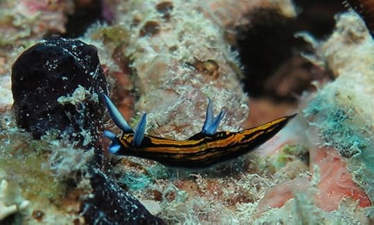 Roboastra gracilis PGS 2015 Fiji