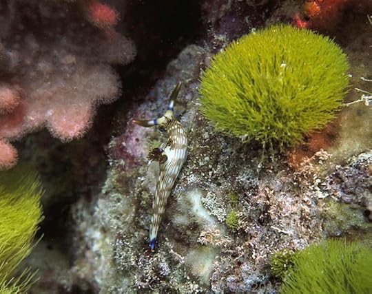 Nembrotha lineolata Fiji 2015 PGS cm4