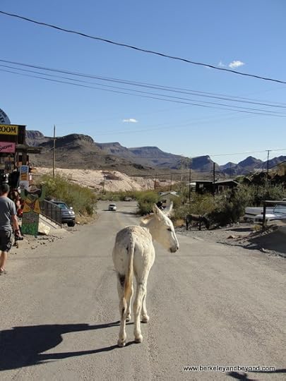 adult burro in Gold Rush town of Oatman, Artizona