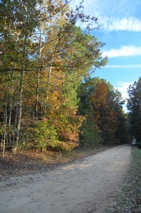 country road in alabama