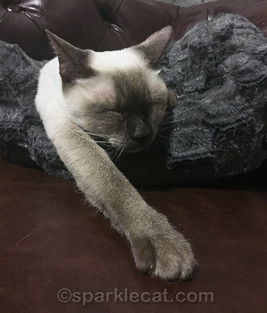 sleeping siamese cat