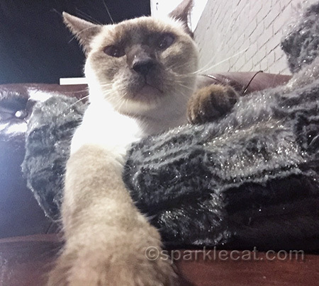 Siamese cat, selfie, cat selfie