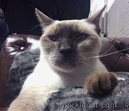 siamese cat, cat selfie