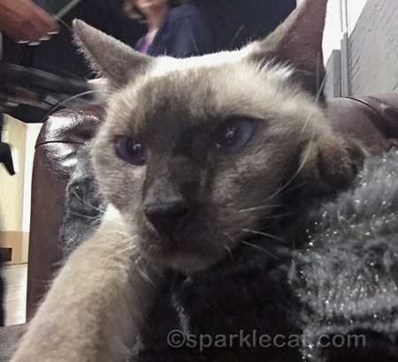 meezer cat, siamese cat, cat selfie