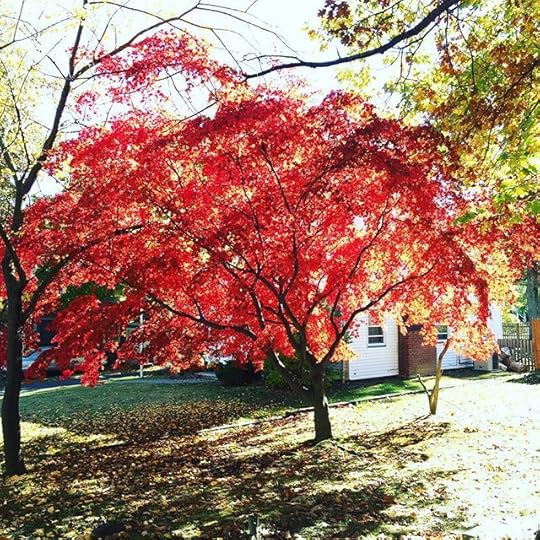 I love this tree. It's so red and pretty when the sun shines on it. #ig2015 #365days #dailyphoto