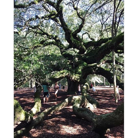 Saw the Angel Oak today. They think this tree is 1500 years old. It was wild to see how wide it was and how it grew in every direction.