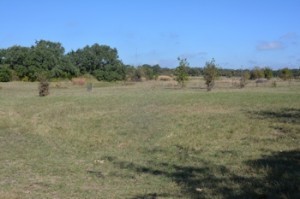 Near-meadow-11-03-15