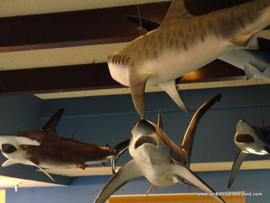 shark exhibit at Las Vegas Natural History Museum