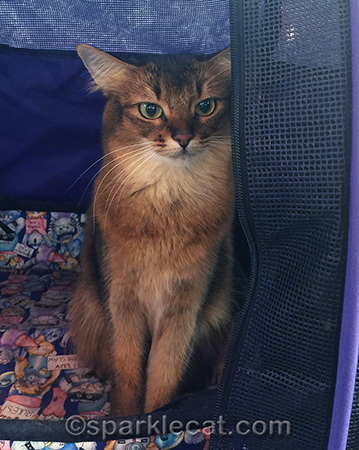 Somali cat, cat show, show cat