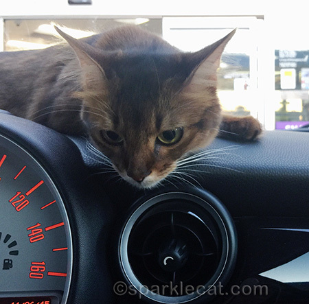 Somali cat, Mini Cooper, Mini Cooper dashboard, cat in car, cat on dashboard