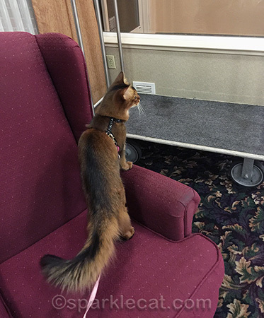 Somali cat, pet friendly hotel, La Quinta