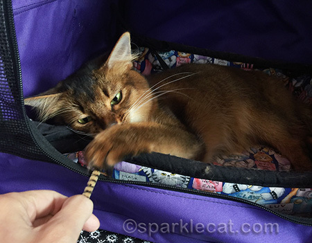 Somali cat, cat toy, pipe cleaner, cat show