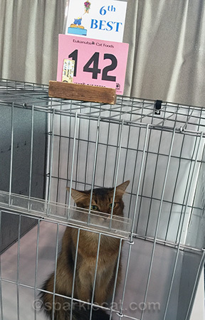 Somali cat, cat show, cat show judging ring, cat show final