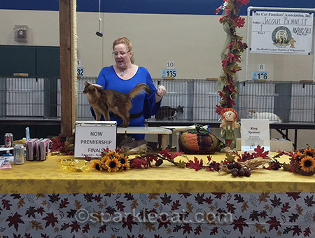 cat show judging, cat show final, cat show, Somali cat