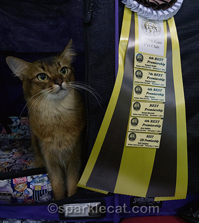 Somali cat, show cat, cat show, cat show ribbon, cat show wins
