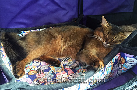 cat show, Somali cat, cat bed