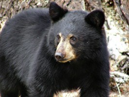 black_bear_mammal_221850