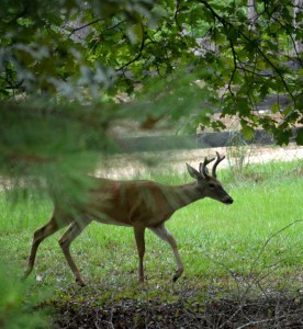 deer