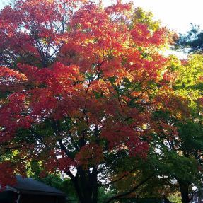 My favorite tree on my commute