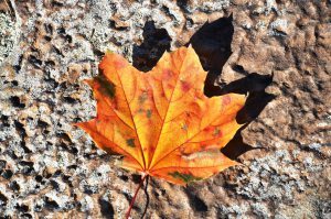 leaf
