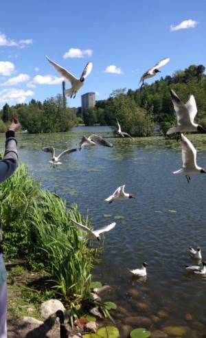 Åkte iväg och matade fåglar