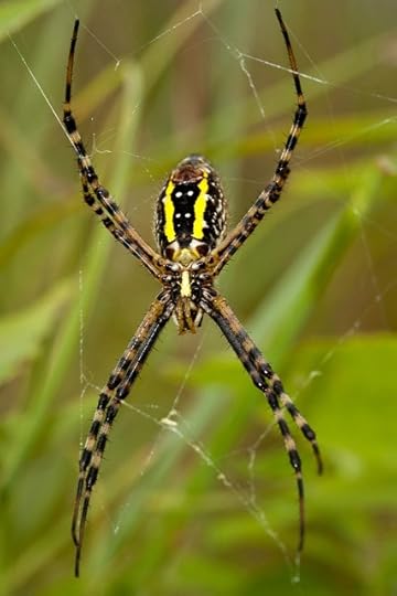 banana spider photo spider.jpg