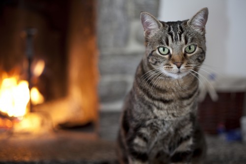 cat-fireplace
