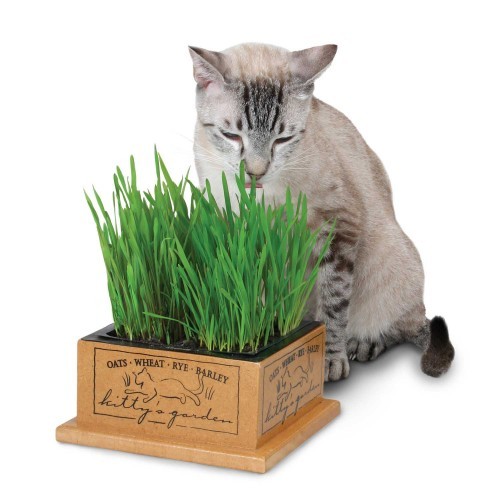 cat-grass