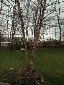 Tree skeletons