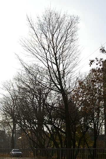 Tree Project - image71