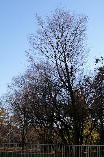 Tree Project - image 70