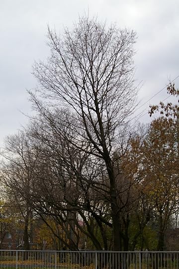 Tree Project - image 67