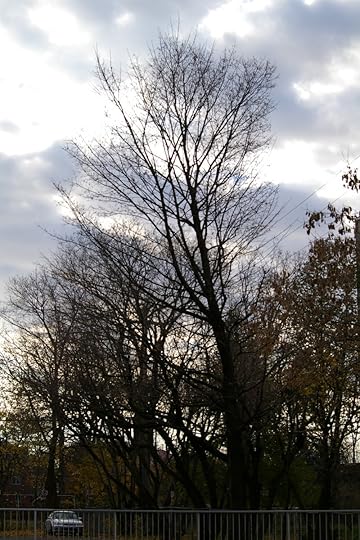 Tree Project - image 66