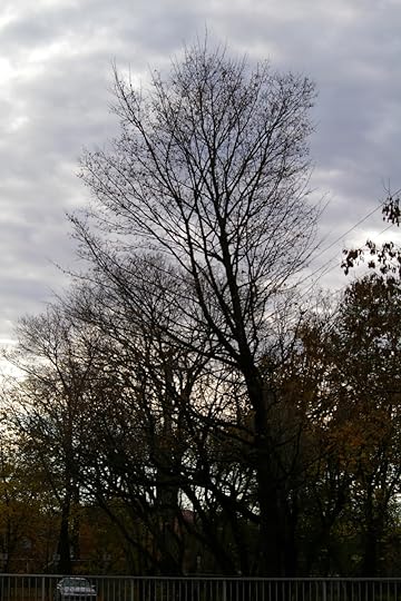 Tree Project - image 65