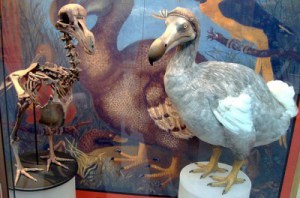 640px-Oxford_Dodo_display