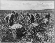African American cotton pickers at work in a Southern field. Public domain via Library of Congress.