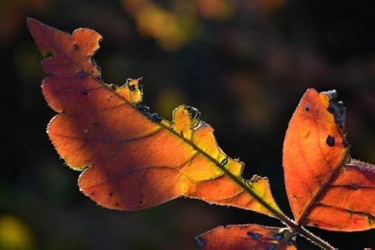 ImperfectLeaf