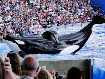 20111026_orca
