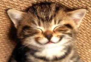 happy-cat_2818143