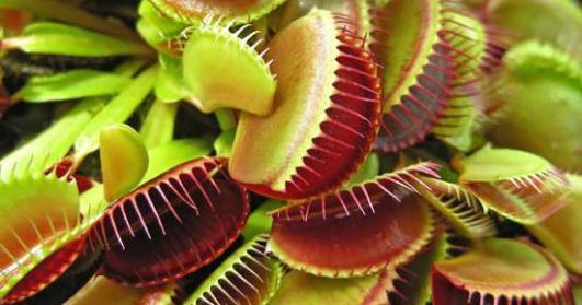flytrap