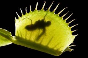 flytrapbug