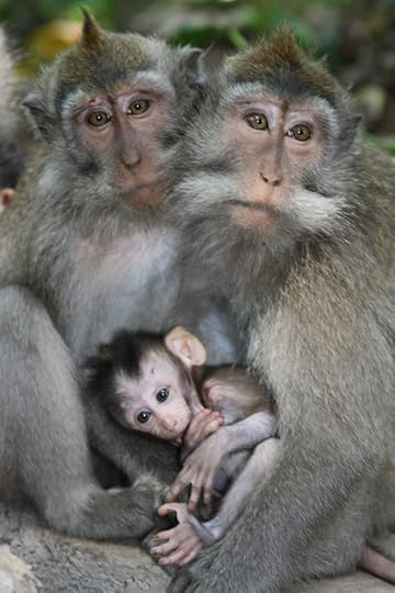 A family of monkeys at a preserve in Ubud, near Bali, Indonesia.
