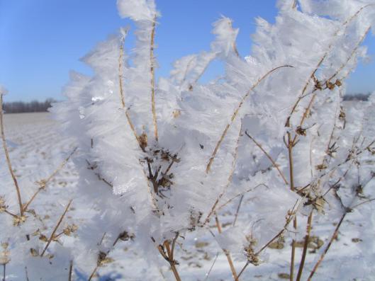 Frost5