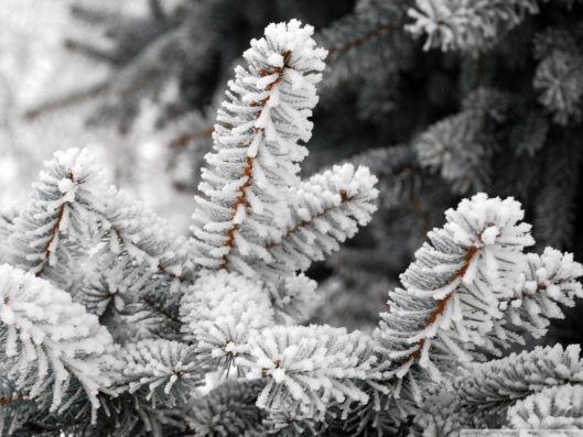 frost7