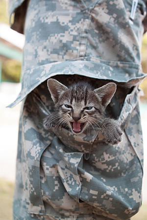 Defense Imagery Management Operations Center, kitten, military, cats and soldiers