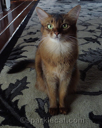 Somali cat, traveling cat, Hatch Pet Carrier