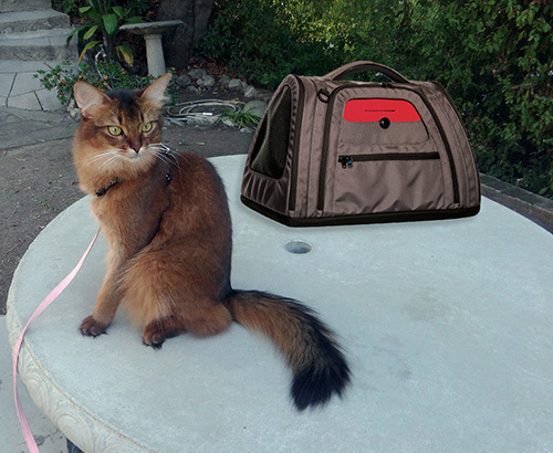 somali cat, Hatch Pet Carrier, kitty on the go
