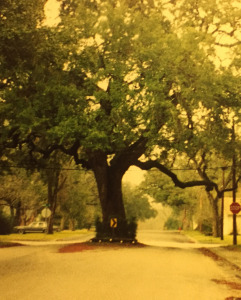 Middle of the road tree