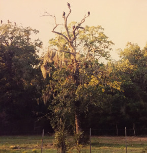 Buzzard Tree